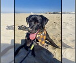 Small Photo #8 Labrador Retriever-Unknown Mix Puppy For Sale in San Diego, CA, USA