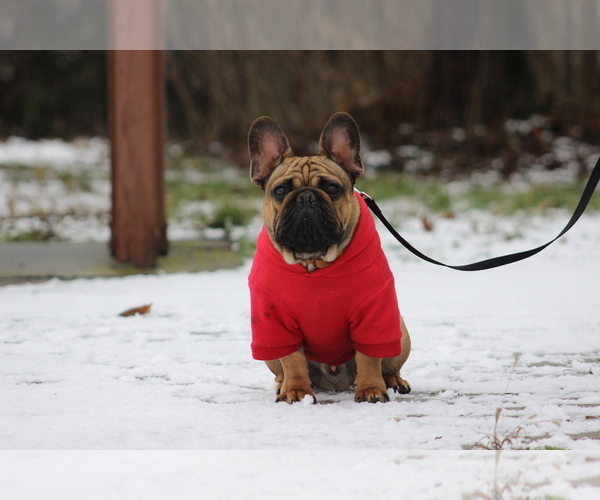 Medium Photo #1 French Bulldog Puppy For Sale in Hajos, Bacs-Kiskun, Hungary