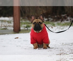 Small French Bulldog