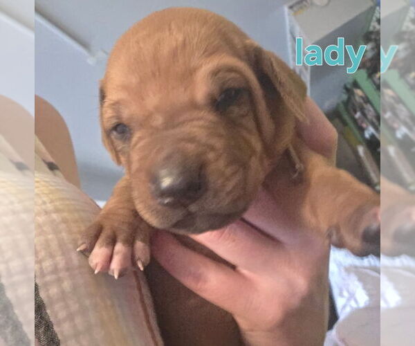 Medium Photo #1 Rhodesian Ridgeback Puppy For Sale in YOUNGWOOD, PA, USA