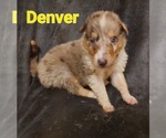 Image preview for Ad Listing. Nickname: Denver