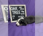 Small Photo #4 Australian Shepherd Puppy For Sale in TECUMSEH, OK, USA