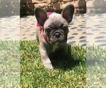 Small Photo #21 French Bulldog Puppy For Sale in WHITTIER, CA, USA