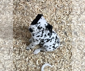 Dalmatian Puppy for sale in WILLIAMSBURG, OH, USA