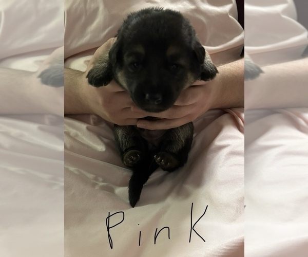 Medium Photo #7 German Shepherd Dog Puppy For Sale in SACRAMENTO, CA, USA