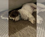 Small #12 Hava-Apso