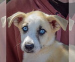 Small #5 Gerberian Shepsky