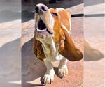 Small #3 Basset Hound