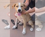 Small #1 Beagle Mix