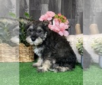 Small #3 Schnauzer (Miniature)