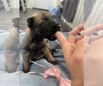Small Photo #202 Belgian Malinois Puppy For Sale in REESEVILLE, WI, USA