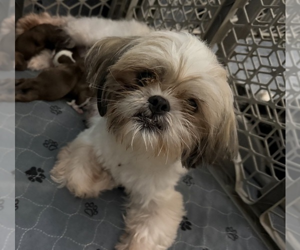 Medium Photo #1 Shiranian Puppy For Sale in AVOCA, MI, USA