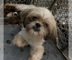Small Photo #1 Shiranian Puppy For Sale in AVOCA, MI, USA