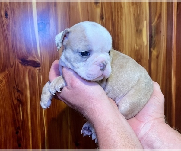 Medium Photo #7 Bulldog Puppy For Sale in GREERS FERRY, AR, USA