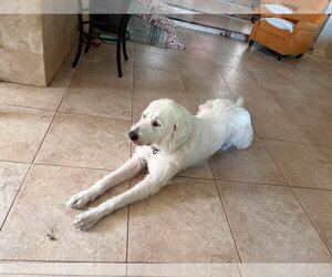Max - Male Great Pyrenees-Unknown Mix Dog for Adoption - Photo #5