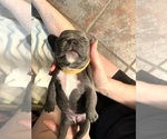Small Photo #3 French Bulldog Puppy For Sale in CEDAR HILL, TX, USA