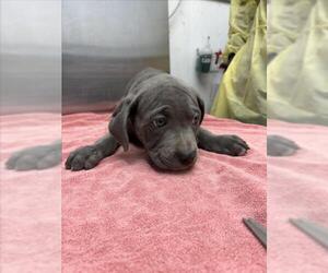 Mutt Dogs for adoption in Woodland, CA, USA