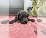 Small Mutt