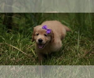 Golden Retriever Puppy for sale in FOUR OAKS, NC, USA