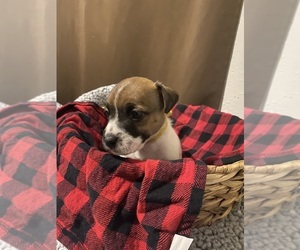 Russell Terrier Puppy for sale in OCALA, FL, USA