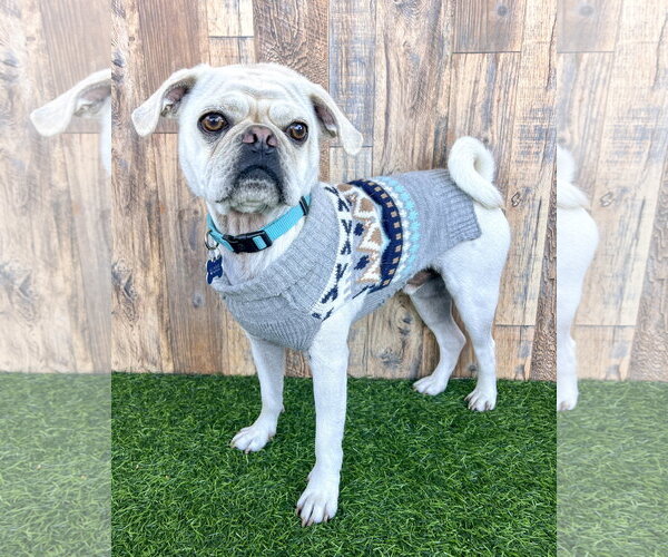 Medium Photo #2 Pug-Unknown Mix Puppy For Sale in Corona, CA, USA