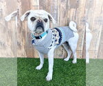 Small #1 Pug Mix