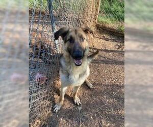 German Shepherd Dog Dogs for adoption in Silver Spring, MD, USA