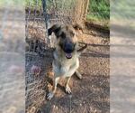 Small German Shepherd Dog
