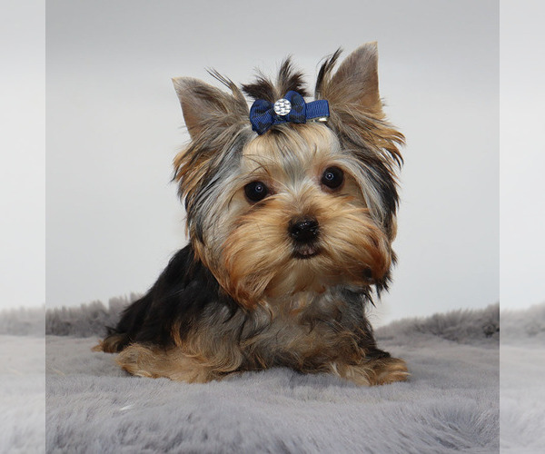 Medium Photo #2 Yorkshire Terrier Puppy For Sale in LOS ANGELES, CA, USA