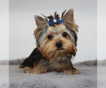 Small #1 Yorkshire Terrier