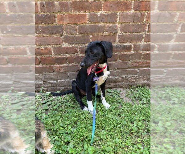 Medium Photo #5 Mutt Puppy For Sale in Oak Bluffs, MA, USA