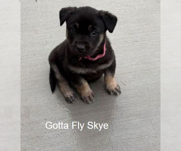 Medium Photo #1 Labrador Retriever-Unknown Mix Puppy For Sale in Sandy, UT, USA