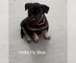 Small Labrador Retriever Mix