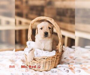 Medium Golden Retriever