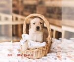 Puppy Ms Red Golden Retriever