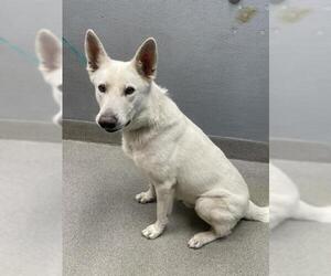 German Shepherd Dog-Unknown Mix Dogs for adoption in Las Vegas, NV, USA