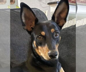 Mutt Dogs for adoption in Canton, CT, USA