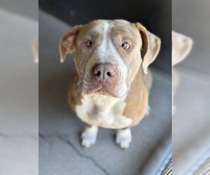 Mutt Dogs for adoption in San Bernardino, CA, USA