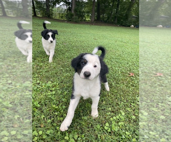 Medium Photo #5 Border Collie-Papillon Mix Puppy For Sale in CULPEPER, VA, USA