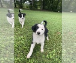 Louie - Male Border Collie-Papillon Mix Puppy for Sale - Photo #5