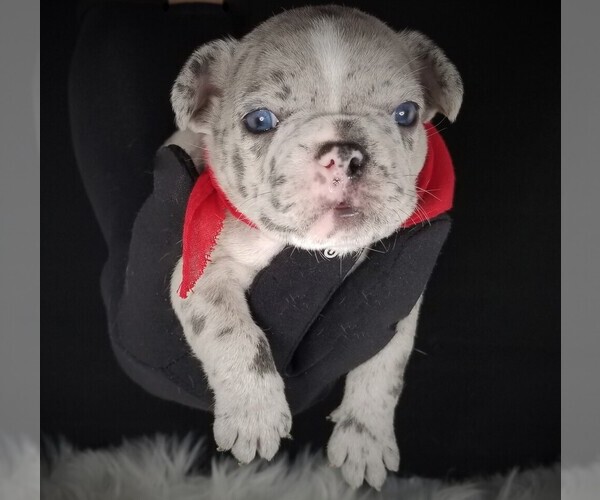 Medium Photo #1 French Bulldog Puppy For Sale in PORT READING, NJ, USA