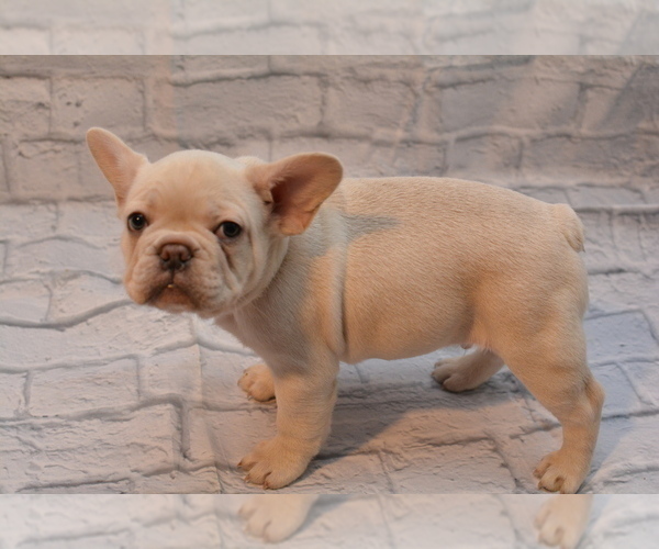 Medium Photo #1 French Bulldog Puppy For Sale in TALLAHASSEE, FL, USA