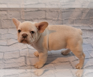French Bulldog Puppy for sale in TALLAHASSEE, FL, USA