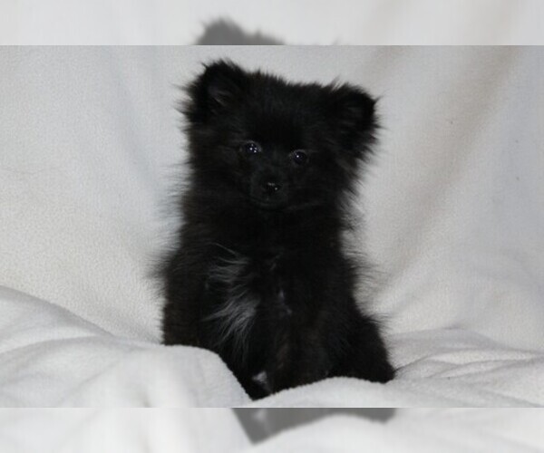 Medium Photo #1 Pomeranian Puppy For Sale in PLATTE CITY, MO, USA