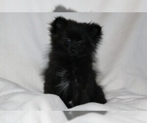 Pomeranian Puppy for sale in PLATTE CITY, MO, USA