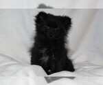 Small Photo #1 Pomeranian Puppy For Sale in PLATTE CITY, MO, USA