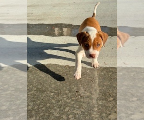 Medium Photo #4 American Pit Bull Terrier-Labrador Retriever Mix Puppy For Sale in PORT HURON, MI, USA