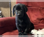 Small Photo #7 Labrador Retriever Puppy For Sale in SPOTSYLVANIA, VA, USA