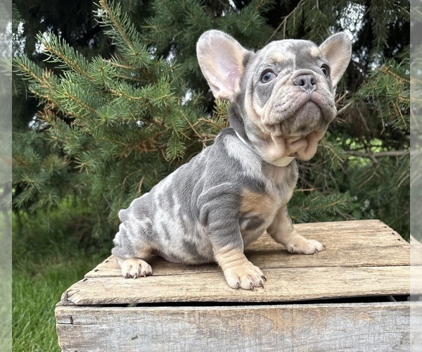 Medium Photo #3 French Bulldog Puppy For Sale in MIDDLEBURY, IN, USA
