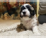 Small Photo #17 Shih-Poo-Zuchon Mix Puppy For Sale in GALENA, NV, USA